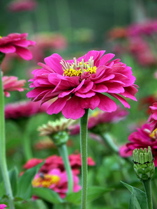 百日草花，美丽的花朵