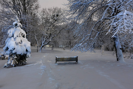 美丽的夜冬伊万弗朗哥公园在利沃夫市中心 乌克兰 与积雪覆盖的树木和长凳