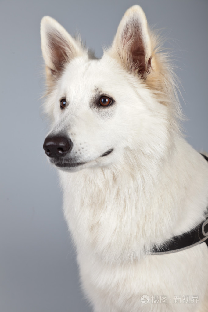 年轻的白色瑞士牧羊犬隔离灰色背景照片 正版商用图片065kh6 摄图新视界