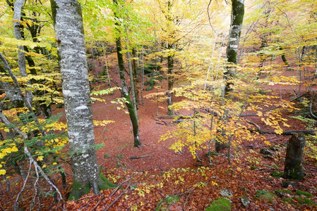 奥德山辎国家公园 比利牛斯 韦斯卡 阿拉贡 西班牙的秋天