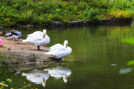 2美丽的白色天鹅站在一块石头上的一个湖上, 在索菲亚公园, 乌曼, 乌克兰