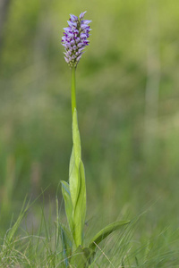 猴兰 兰花 simia, 野花从 Dobruja