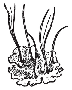 anthoceros 蟾光滑金鱼藻的一幅画, 是一种金鱼藻属 phaeoceros 的种