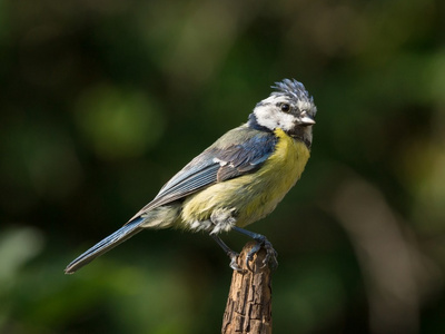 分支提示上 bluetit