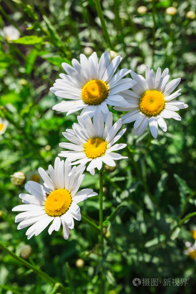 美丽的阳光洋甘菊鲜花特写