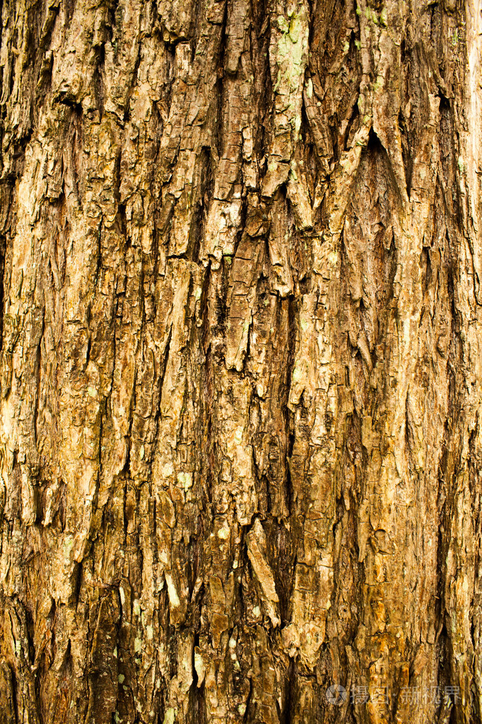 粗糙的表面树皮