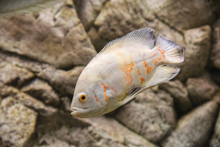 美丽水族馆鱼漂浮在水反对背景图片