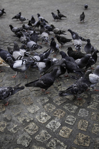 广场上的鸽子, 鸟的细节 alimentandose