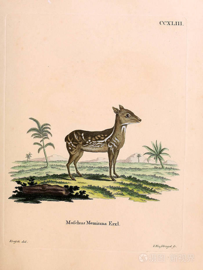 肌肉鹿吸吮在图片中自然与bes