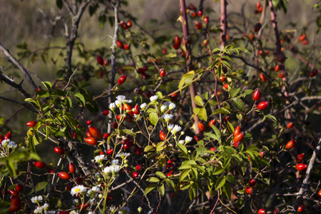 红浆果的玫瑰臀部在田野的秋季, 在阳光明媚的一天收集药用植物