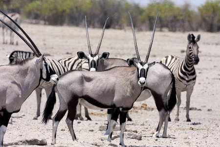 大羚羊, 纳米比亚灌木中的羚羊羚