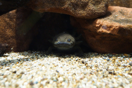 螈ambystoma mexicanum