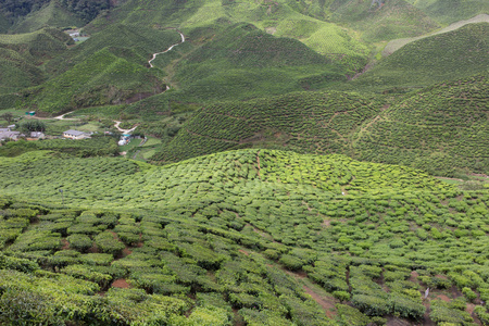 马来西亚金马伦高原的茶园