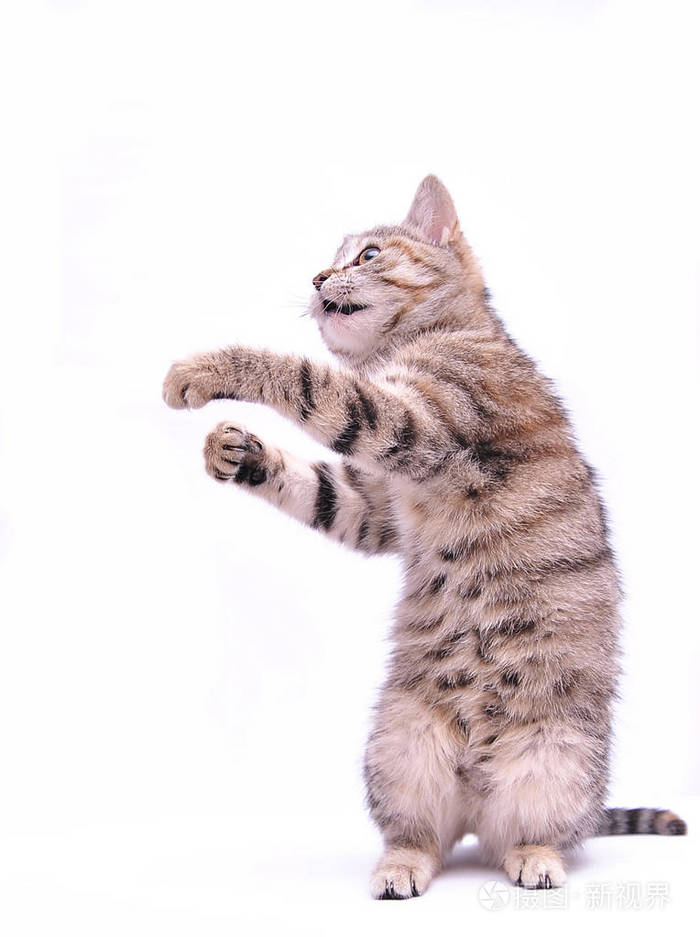 小灰猫在白色背景下玩耍