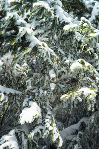 白雪覆盖的冬枞树