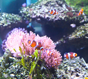 珊瑚礁和热带鱼在水族馆