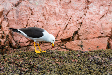 在帕拉卡斯国家保留或秘鲁加拉帕戈水生海鸟海岸。ballestas islands.peru.south 美国。这鸟的鱼和贝类的猎