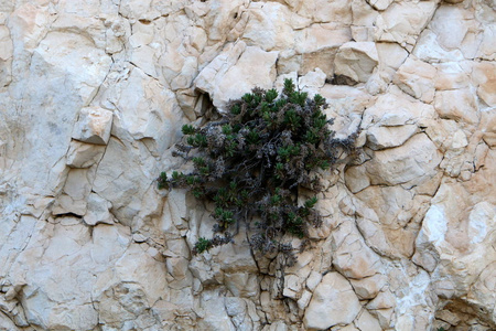 绿色植物生长在岩石和岩石的困难条件下