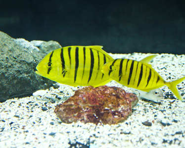 一张照片的水族馆热带鱼