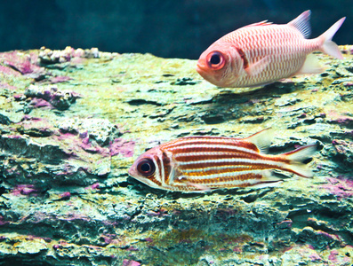 一张照片的水族馆热带鱼