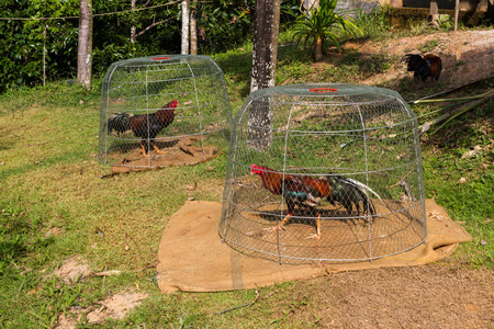 公鸡战斗公鸡在木笼子里等待战斗.印度尼西亚, 巴厘岛照片