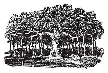 神圣的无花果这是榕树实际上是各种各样的无花果植物, 发芽在树枝上的