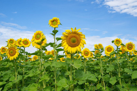 阳光灿烂的夏日里盛开的向日葵田野