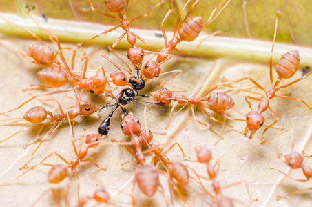 红蚂蚁团队合作狩猎图片
