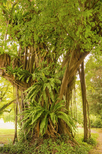 热带植物区系