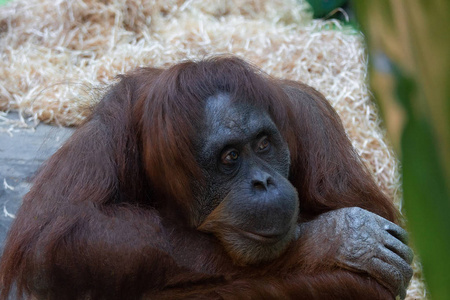 猩猩猩猩坐在动物园的肖像和悲伤
