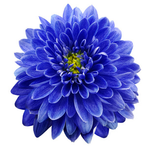 蓝色菊花图片大全大图图片