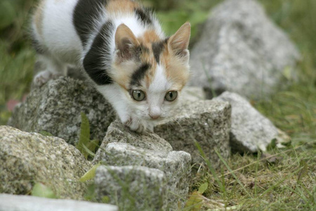 可爱的小猫咪在户外