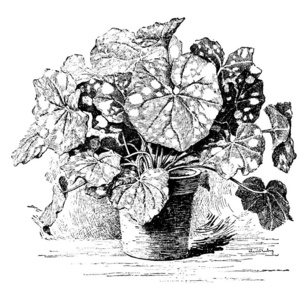 一些品种有闪亮的绿叶与圆形或肾脏形状, 复古线条画或雕刻插图照片