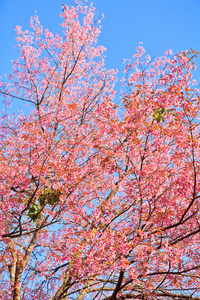 樱花和樱花背景