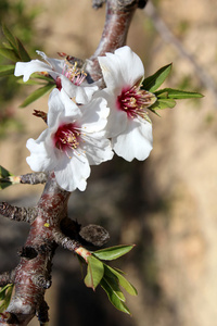 扁桃树甜杏仁树上的开花 (物种: 杏桃, 副瓣对消技术公关照片