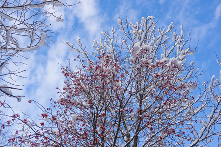 磨砂灰花楸树, 山灰, 红浆果在雪地里, 冬天壁纸概念照片