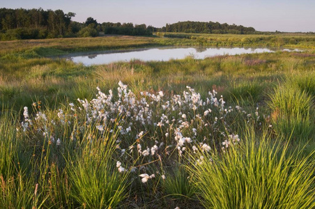 共同 cottongrass Eriophorum 柳兰 在荷兰上升的沼泽储备 Bargerveen, 荷兰, 欧洲