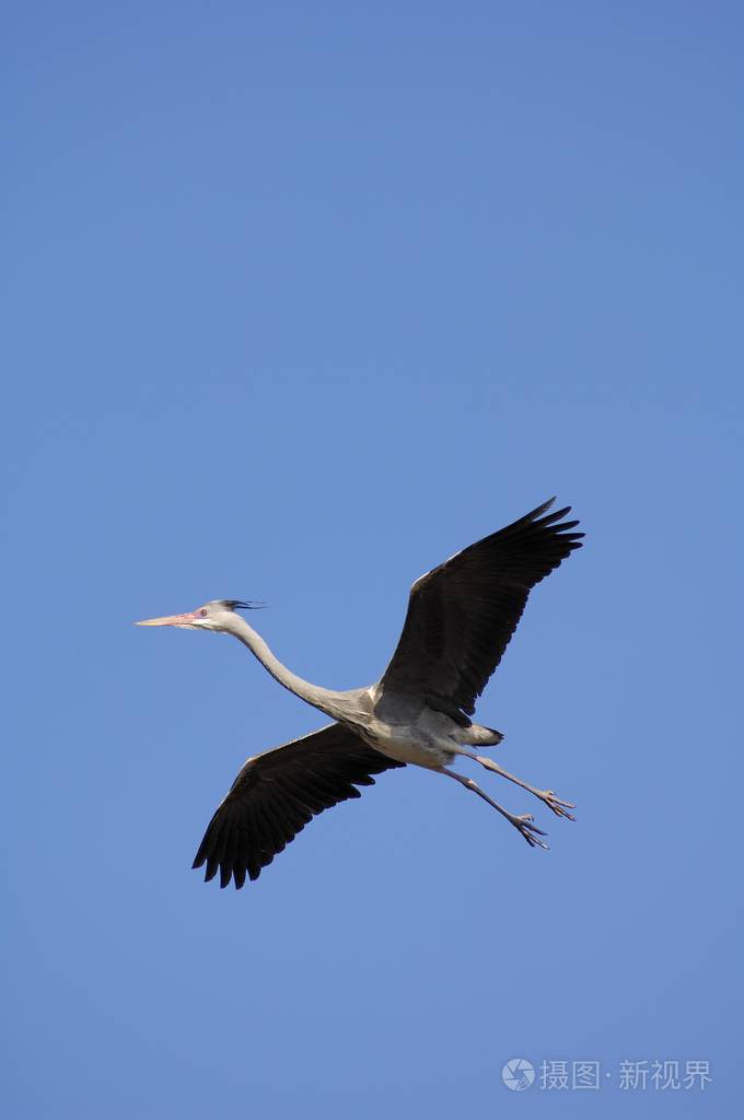 苍鹭在天空飞翔