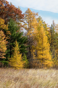 在秋天 yellowtamaracks