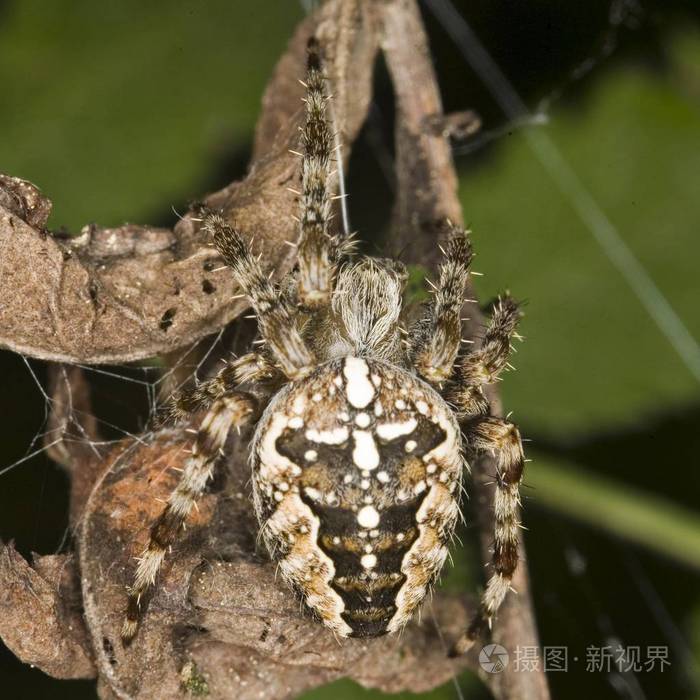可怕的蛛丝 diadematus 蜘蛛