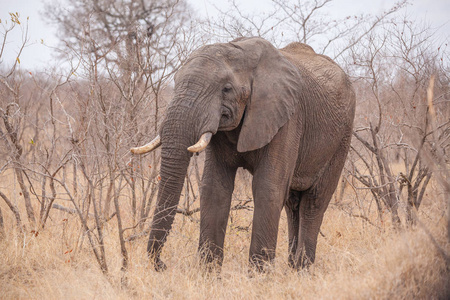 南非野生动物园大象