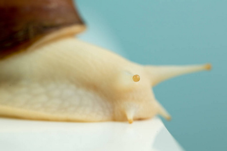 巨型蜗牛螟是地球上最大的陆地软体动物