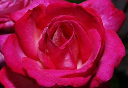 详细的一朵玫瑰的花宏