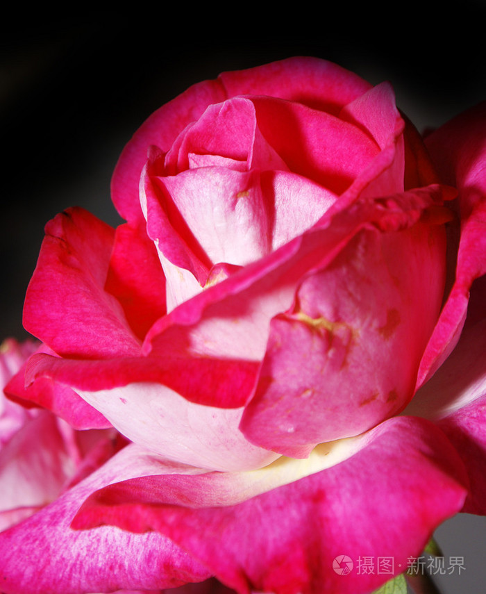 详细的一朵玫瑰的花宏