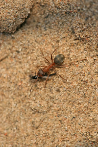丝光褐林蚁