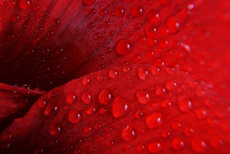 红色花卉与滴宏