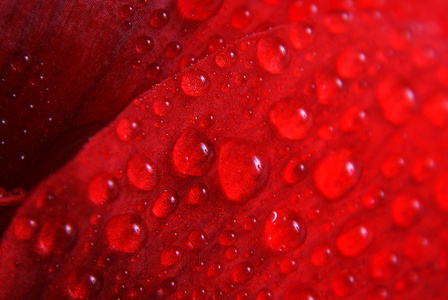 红色花卉与滴宏