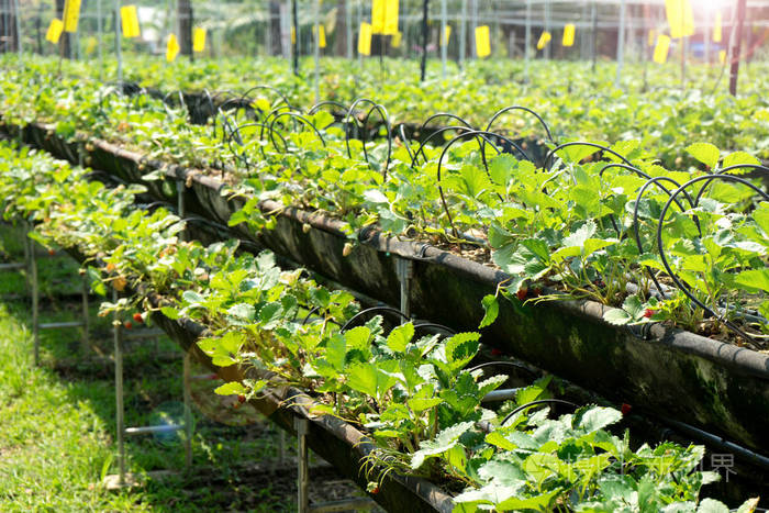 草莓小农场自然在温室