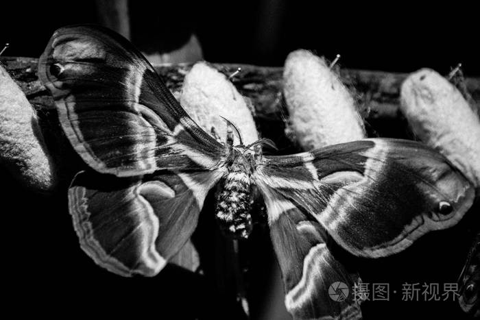 一只蛾最近从它的茧中冒出黑白相间
