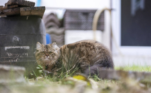 波斯猫 , 波斯灰褐在花园里